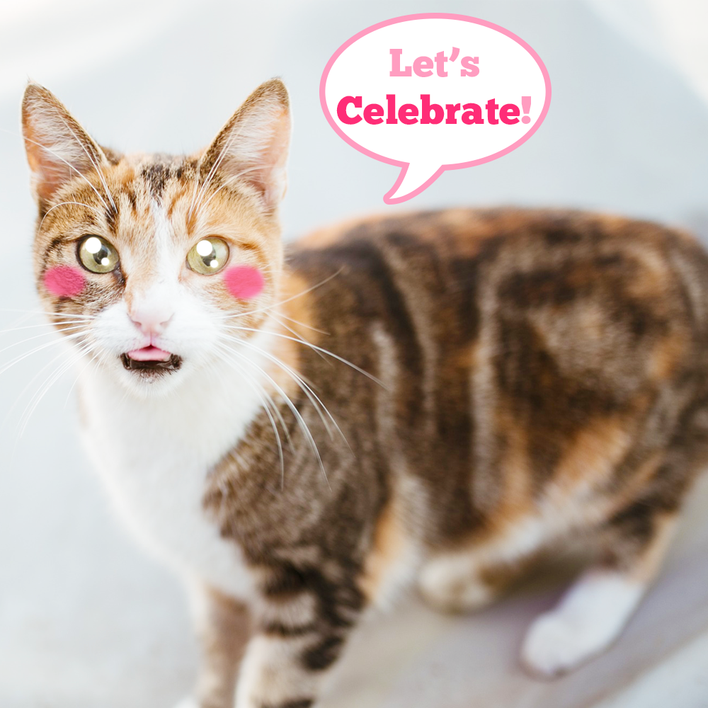 Catiforniashop's tweet photo. #Today We #celebrate Our #mowmeow hashtag on #Instagram reaching 1000 posts 😁
#thankyou #fan & #follower for #support 😊 We'll #feature more #cute #cats & #kittens for You 😍
#love #party https://t.co/NFUFSLfAJq