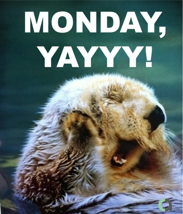 ann_catalyst's tweet photo. Happy Monday, folks! #justanotterday

#Mondaymotivation https://t.co/Q1zelFFyzB