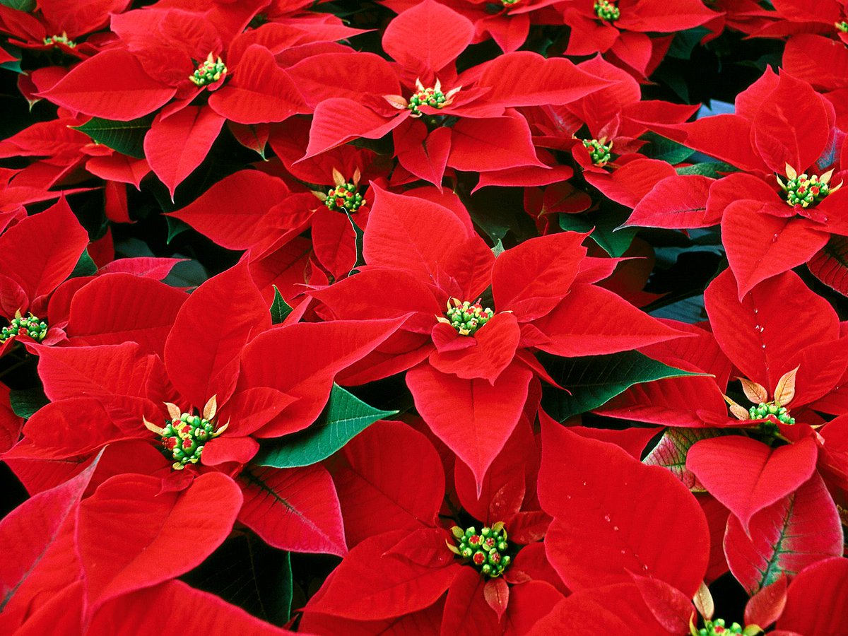 ExploreCHS's tweet photo. DYK the poinsettia was first imported to America in 1829 by a Charlestonian named Dr. Poinsett? #ThrowbackThursday https://t.co/f6jcAdtl2X
