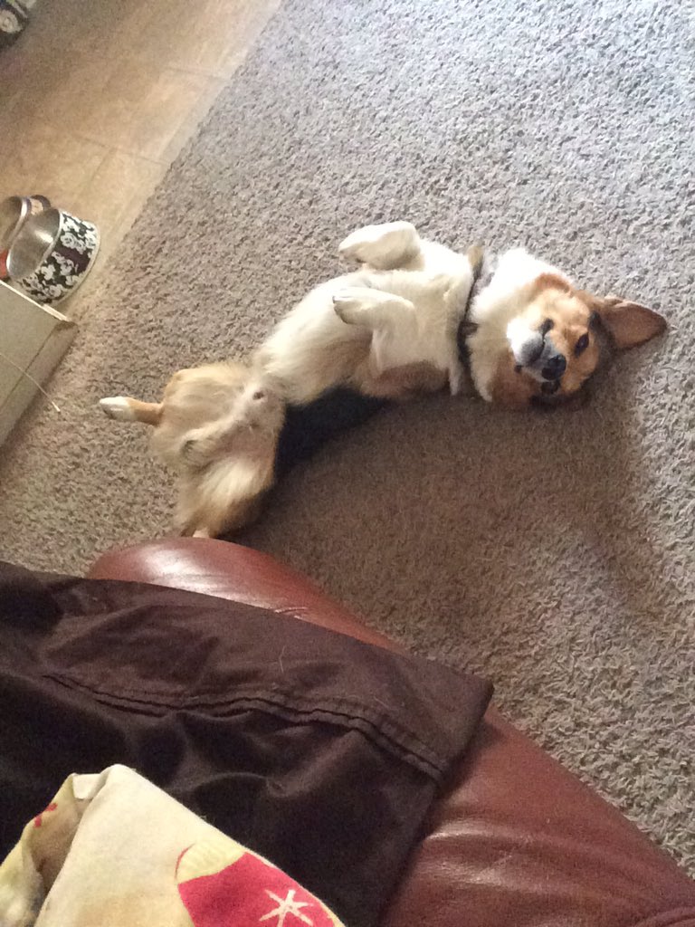 CorgiStateUlti's tweet photo. @being_ulti  https://t.co/oidyQp4Euy