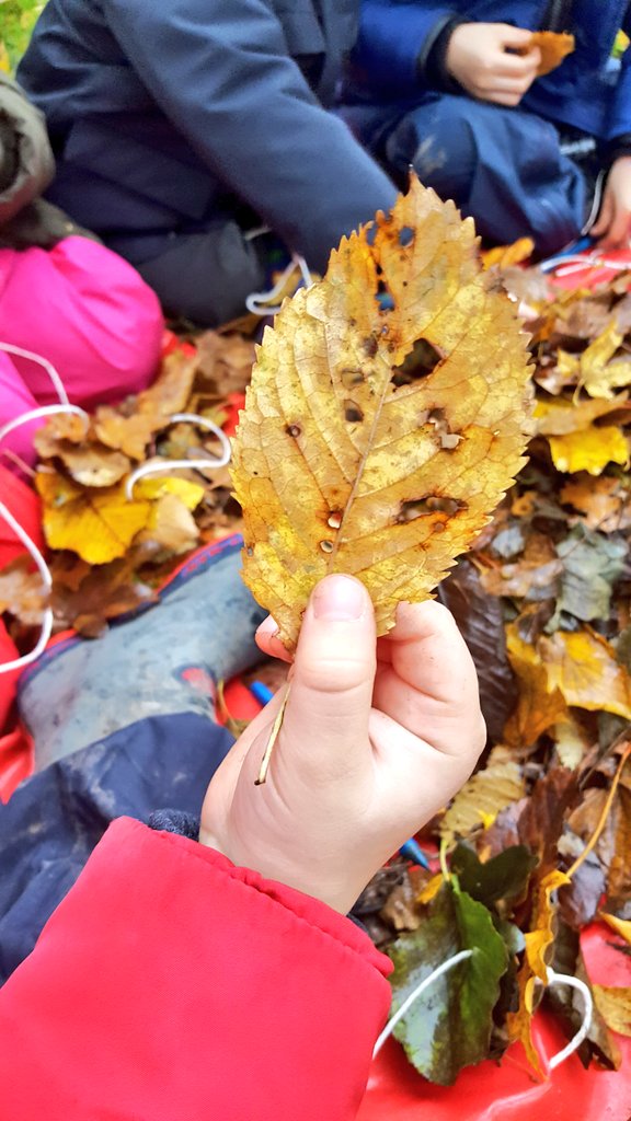 penguinsmissp's tweet photo. Last Friday we foraged spotty leaves especially for #BBCChildrenInNeed2017 #childreninneed2017 #bbc #spots #EY #outdoorlearning #charity #activelearning @MGPAcademy https://t.co/lqR1682zUU