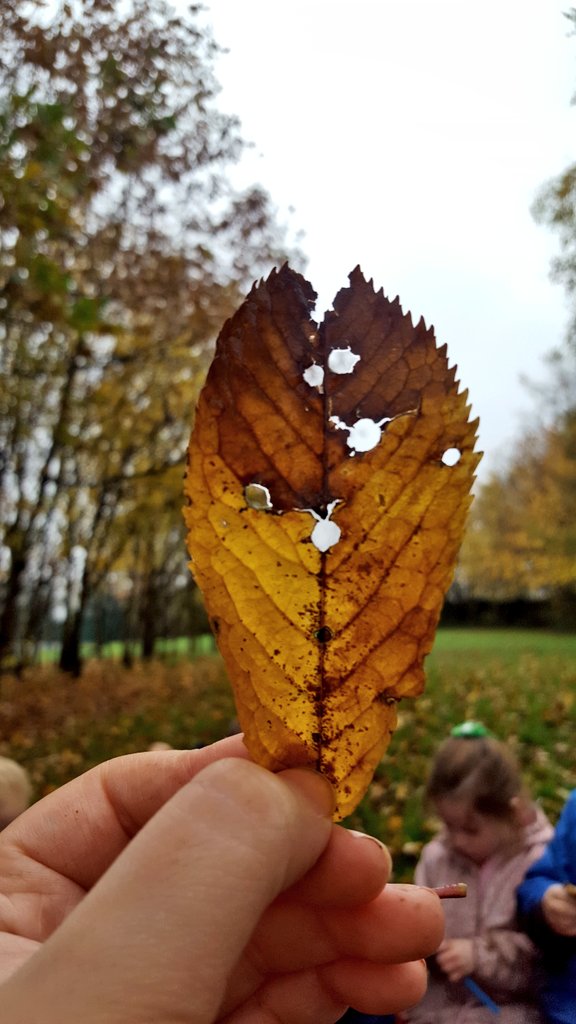 penguinsmissp's tweet photo. Last Friday we foraged spotty leaves especially for #BBCChildrenInNeed2017 #childreninneed2017 #bbc #spots #EY #outdoorlearning #charity #activelearning @MGPAcademy https://t.co/lqR1682zUU