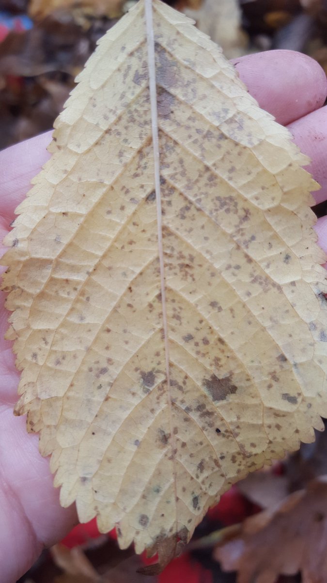 penguinsmissp's tweet photo. Last Friday we foraged spotty leaves especially for #BBCChildrenInNeed2017 #childreninneed2017 #bbc #spots #EY #outdoorlearning #charity #activelearning @MGPAcademy https://t.co/lqR1682zUU