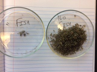 "Our results demonstrate that freshwater fishes can reduce aquatic insect emergence by 80%". Tyler, a senior at <a href="/usd/">University of South Dakota</a>, blogs about his #REU experience with the #sustainableRIVER program in the @wesnerlab! tinyurl.com/insectsandfish