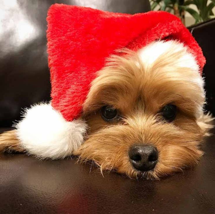 AVECLASVEM1's tweet photo. AVECLASVEM, se halla trabajando en la producción de un vídeo navideño, mediante el cual es nuestro deseo felicitar las Navidades, a todos nuestros amigos, seguidores y simpatizantes. https://t.co/2KTn4ybjaU