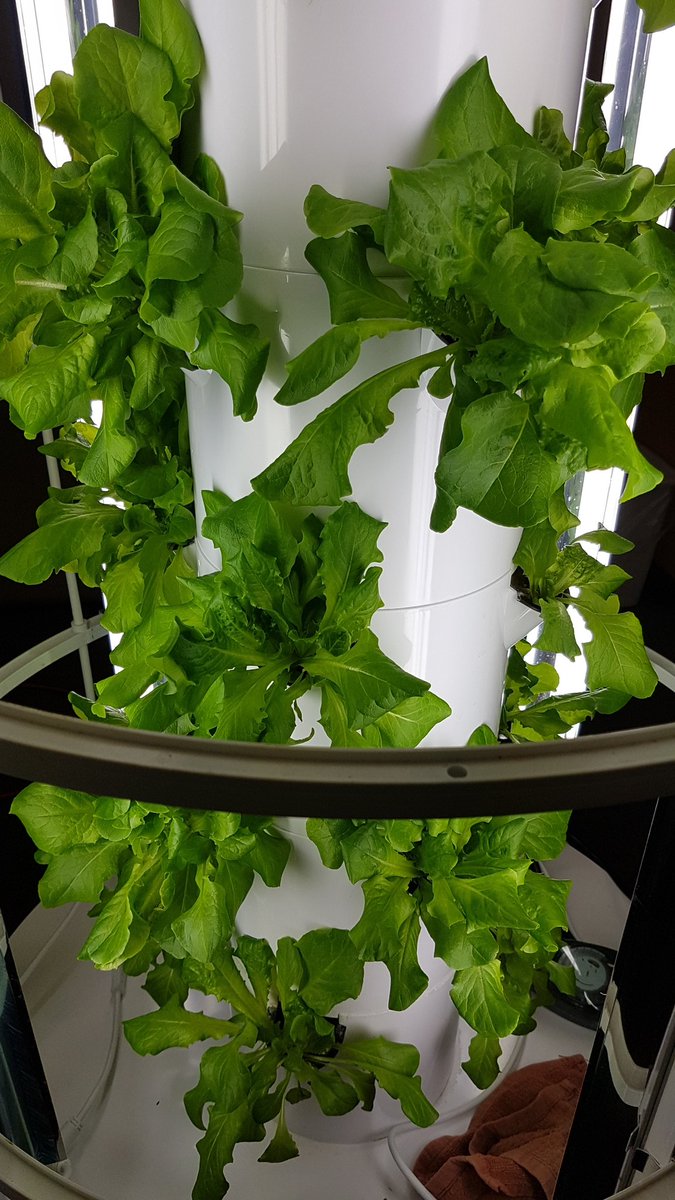 marslbar's tweet photo. I think we'll be able to use some of our #towergarden #lettuce for the @deliabulldogs salad bar on Nov 28th https://t.co/2VDeHLCUx7