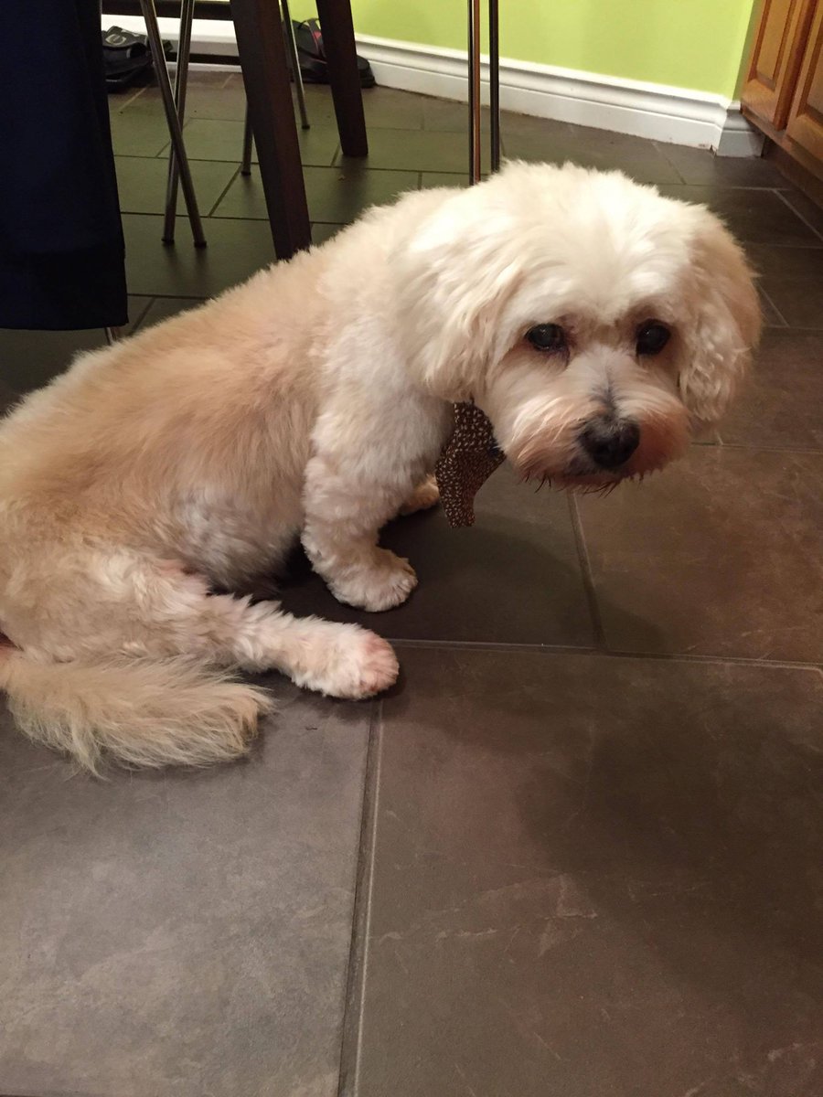 ADOPTED! Sweet Bosun is rocking a new cute hairdo &amp; feeling great after an ear cleaning. It is possible that Bosun can now hear some sounds. Many thanks go out to Kim and Bob, who are giving Bosun the most valuable gift of all - unconditional love. #ElderDog #AdoptDontShop