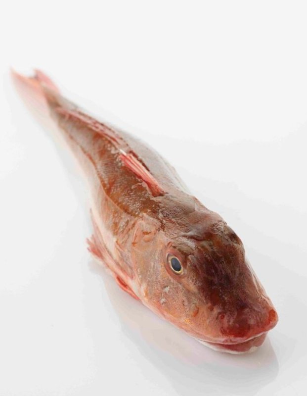 BodystylingBorn's tweet image. De #rode #poon in de #vis van het jaar 2017! Lees meer ;)  bit.ly/2yGAwlF