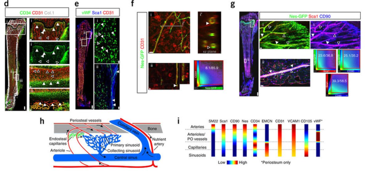mmw_lmw's tweet photo. #3D_Imaging of #BoneMarrow | Cells & Molecules | Osteoblast Vascular PeriVascular Neuronal Stromal | TimmSchroeder @ETH @NatureBiotech https://t.co/BLeCwcQuKn https://t.co/FmZ8uuNlGQ