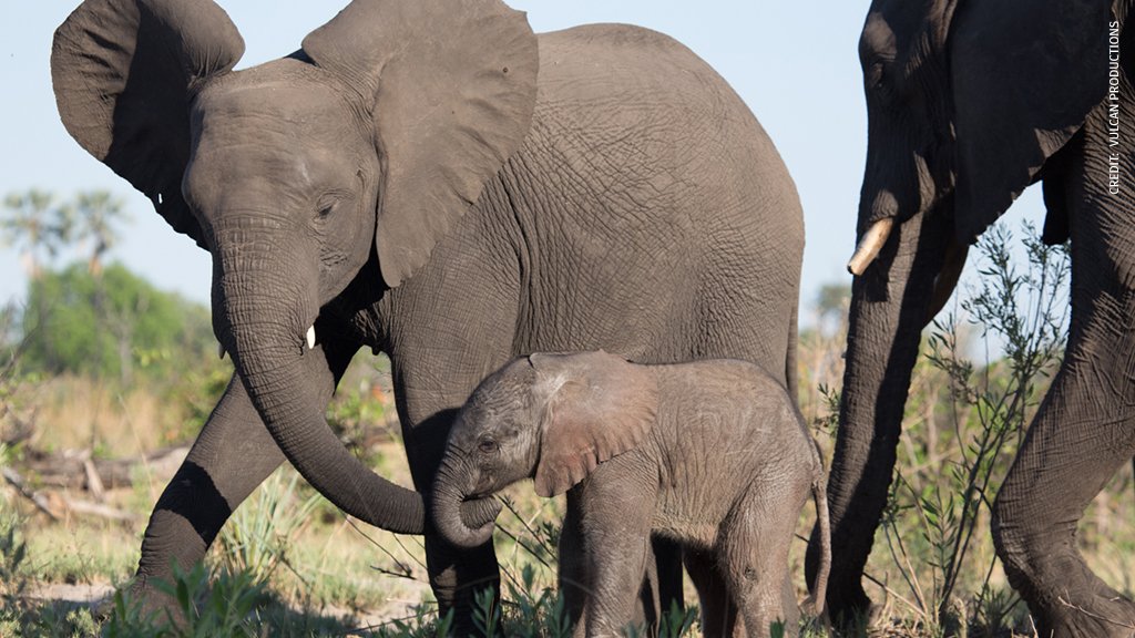 NWF's tweet photo. (2 of 2) Elephants are essential to the overall health of the ecosystem, but they are facing dire circumstances due to loss of habitat, poaching, wildlife trafficking, climate change, and population growth. Learn more & enter the #EveryElephant contest: https://t.co/G5MyI92Qwh https://t.co/W2wMyJrOpP
