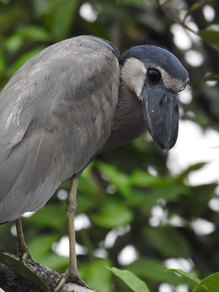 Nigelmarven's tweet photo. Another if the world's great herons at Rio Indio, Nicaragua, a boat billed. Has big eyes for hunting at night. https://t.co/iO6gpG6zUP