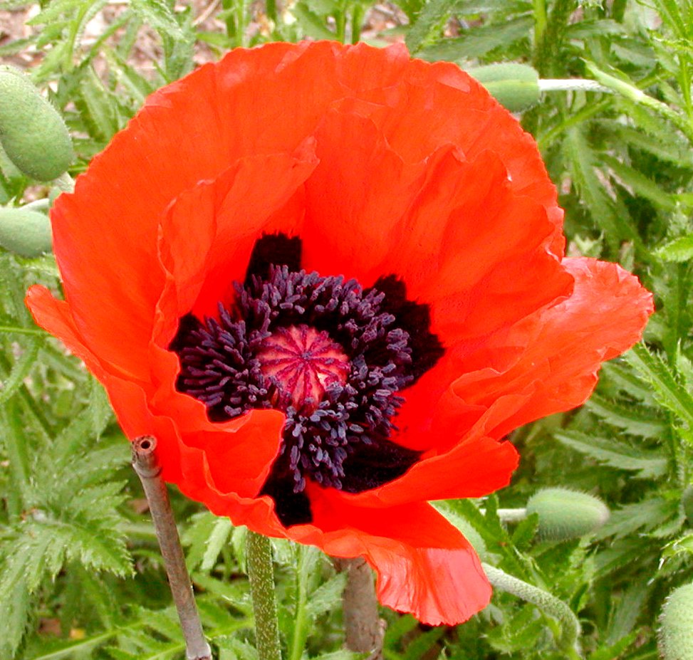 Our students gave up their time to sell poppies and raised a wonderful £8,530 for the <a href="/PoppyLegion/">Royal British Legion</a> - which made up 32% of the overall total raised in the #Cirencester area #PoppyAppeal