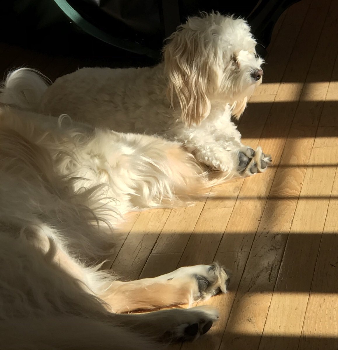 CoopertheDog9's tweet photo. Holding my bea’s hand❤️ https://t.co/yFKDUbaCmg