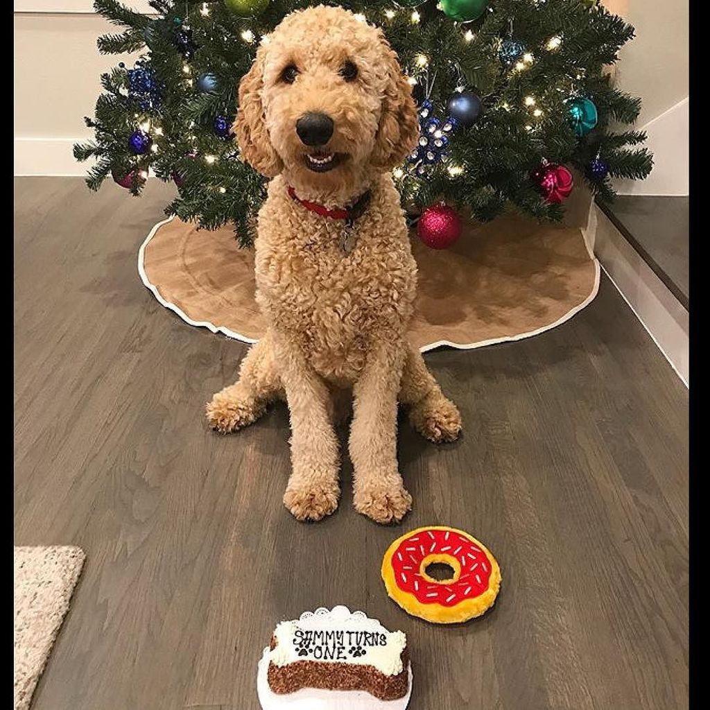 TDBDALLAS's tweet photo. @sammy_doodletales had a cake and donut to celebrate his 1st birthday!! We hope it was a grrreat time!!
#allnaturaldogtreats #threedogbakery #threedogbakerydallas #unleashthelove #westvillagedallas #uptowndallas #dallasdogs #dallasdogsofinstagram #welove… https://t.co/CFiVtQ2U1o https://t.co/pNoPwCnl6W