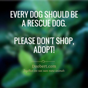 amaraem203's tweet photo. A solution to my problem is adopt don't shop! #EM203Mueller https://t.co/hhVNnkCboc