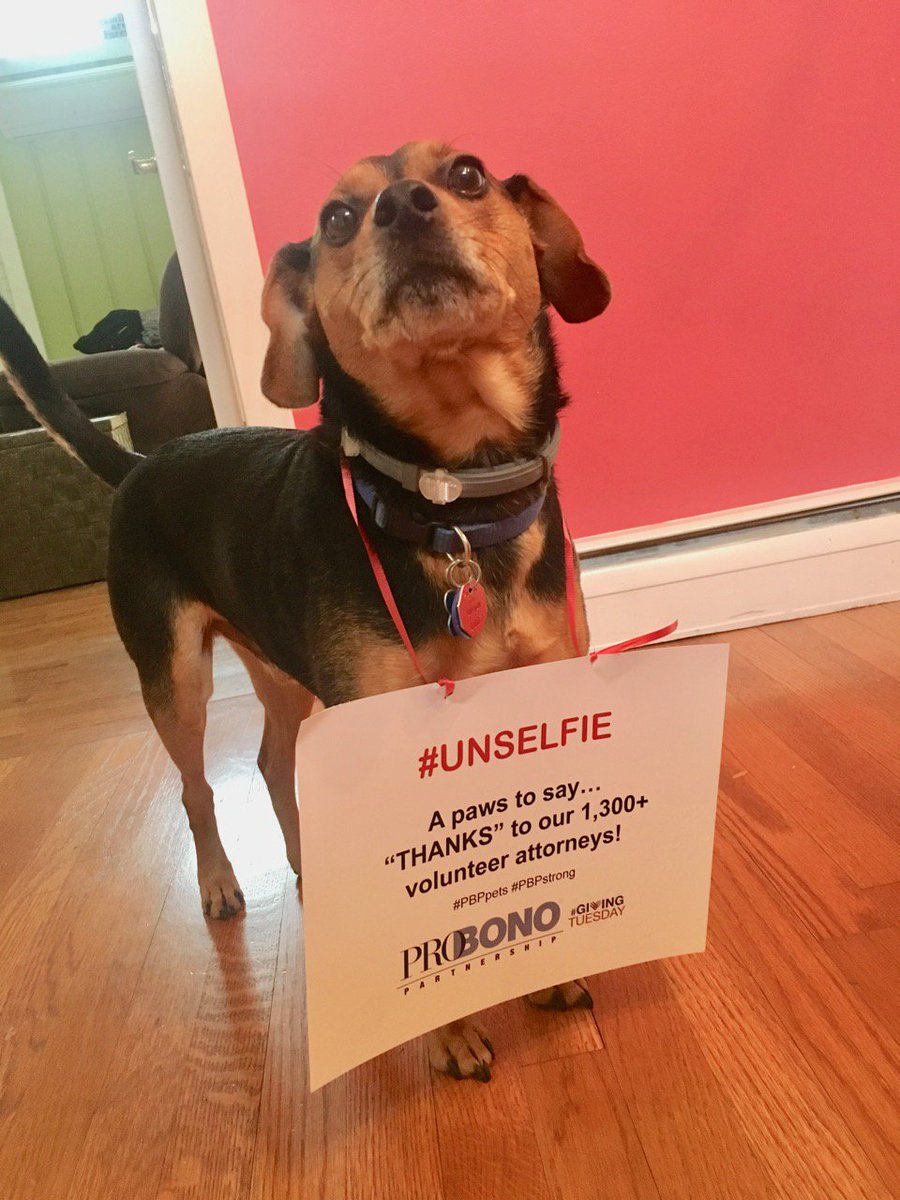 PBPartnership's tweet photo. We’re bringing out the big dogs (&amp; small &amp; medium ones, too; also maybe some cats &amp; other furry friends) to help with #GivingTuesdayPBP! Check out #PBPpets, and remember to support #GivingTuesday. #PBPstrong #MeetCooper https://t.co/PxFxwjnasl