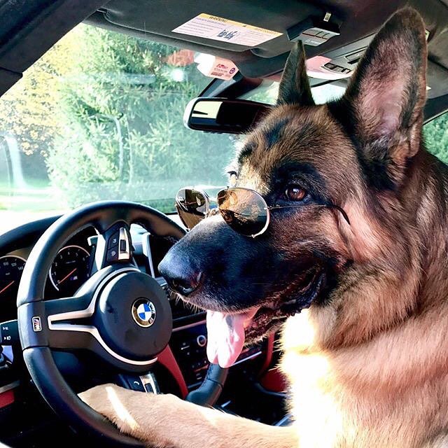 DesignatedDog's tweet photo. Nice shades! #germanshepherd #germanshepherdpuppy https://t.co/qu9YvHPq1e