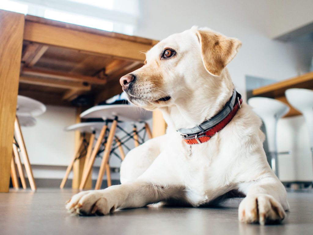 Anita_Clark's tweet photo. Buying a Home with Your Furry Friends in Mind https://t.co/BreQZFuNAV #relocatingwithpets #realestatetips @MariaMastroRLTR https://t.co/BZTpUwTNcZ