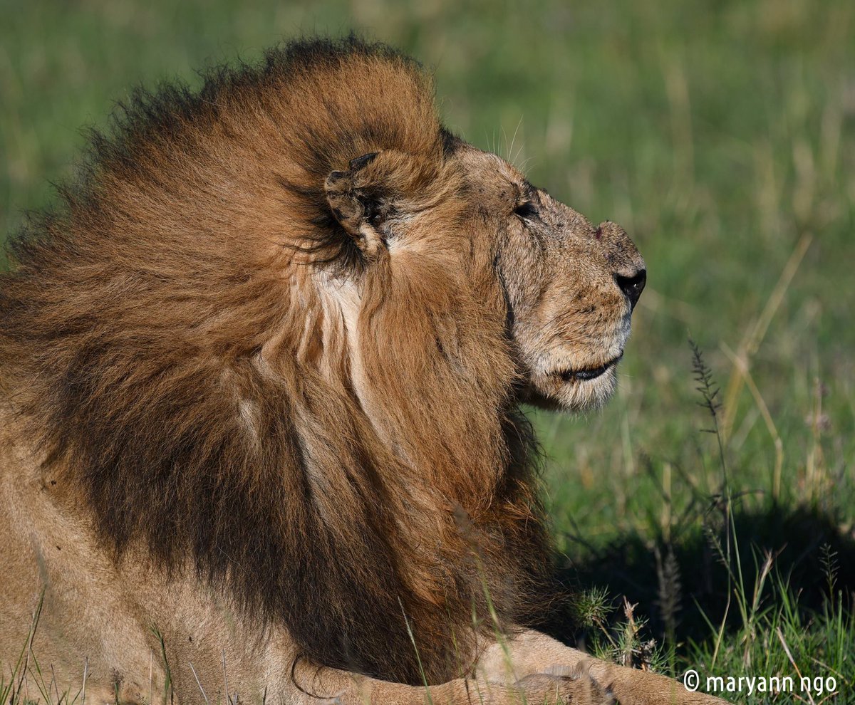CaliiNN's tweet photo. @jamiepaterson4 That's why we call him Boxernose, life gave him another chance when he made a coalition with Earless who's only 6 years old.The next old males in the Mara are OMC males Lolparpit &amp; Olbarnoti(early 2005) and Notch2(mid2005) and one nomad with split tongue seen near Hammerkop https://t.co/vs6GQjoEYr