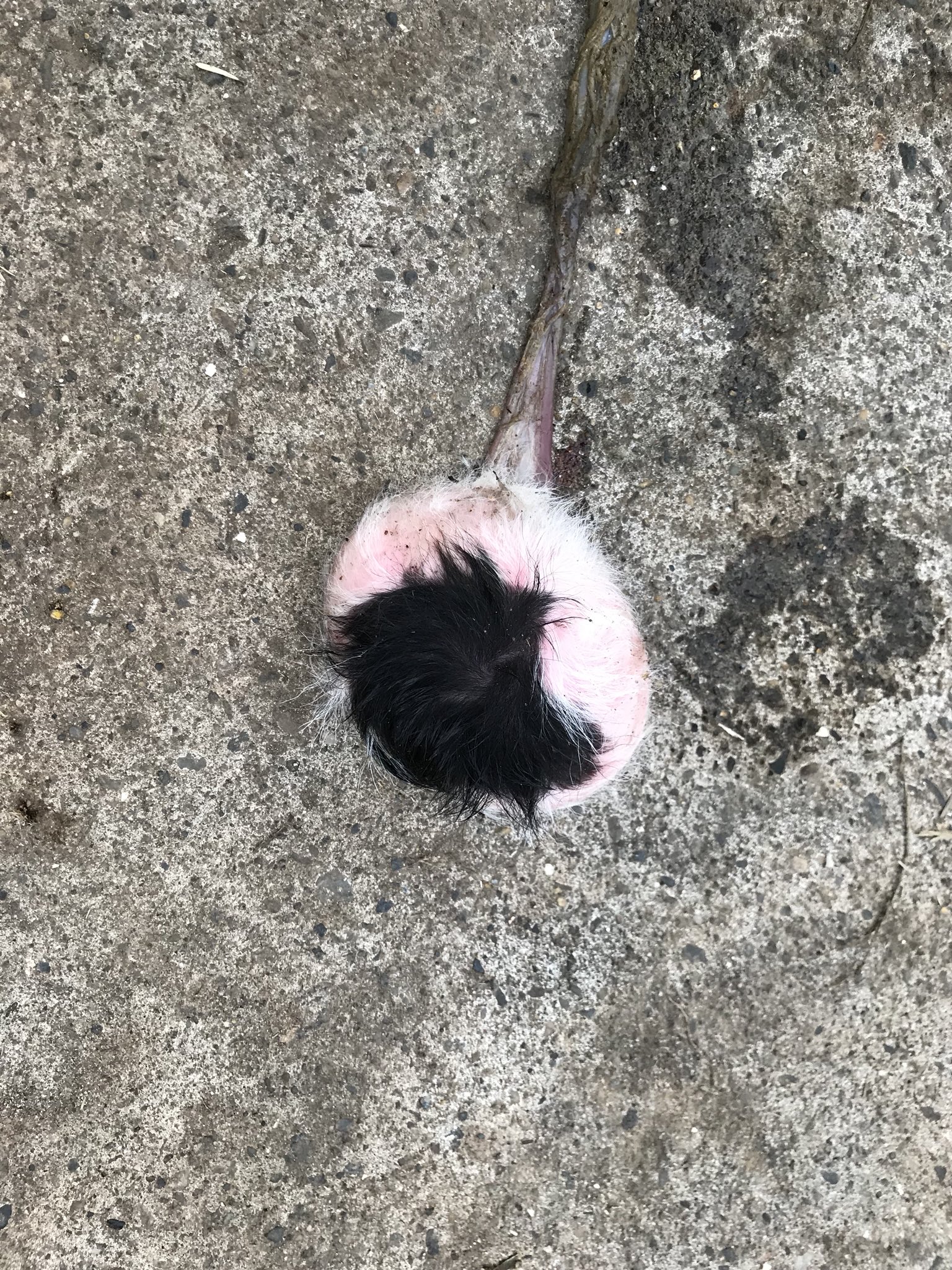 シミズヒデシゲ Auf Twitter 獣医 イタ恋 獣恋 獣医さんのイタい恋 大動物 無形無心体 ヘソだけがあるのに驚く 黒一色だったら まっくろくろすけはこうやって生まれたんだよ と言って信じてもらえそうだ シミズヒデシゲ Auf Twitter 獣医 イタ恋 獣恋 獣医さんのイタい恋 大動物 無形無心体 ヘソだけがあるのに驚く 黒一色だったら まっくろくろすけはこうやって生まれたんだよ と言って信じてもらえそうだ