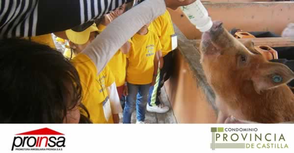 Proinsaco's tweet photo. En #ProvinciadeCastilla desde ya te damos #informacion para las #vacaciones #recreativas de tus #hijos. @dolphinsgym te muestra aquí: https://t.co/V4qiWCccyX https://t.co/m54hDERI3Q