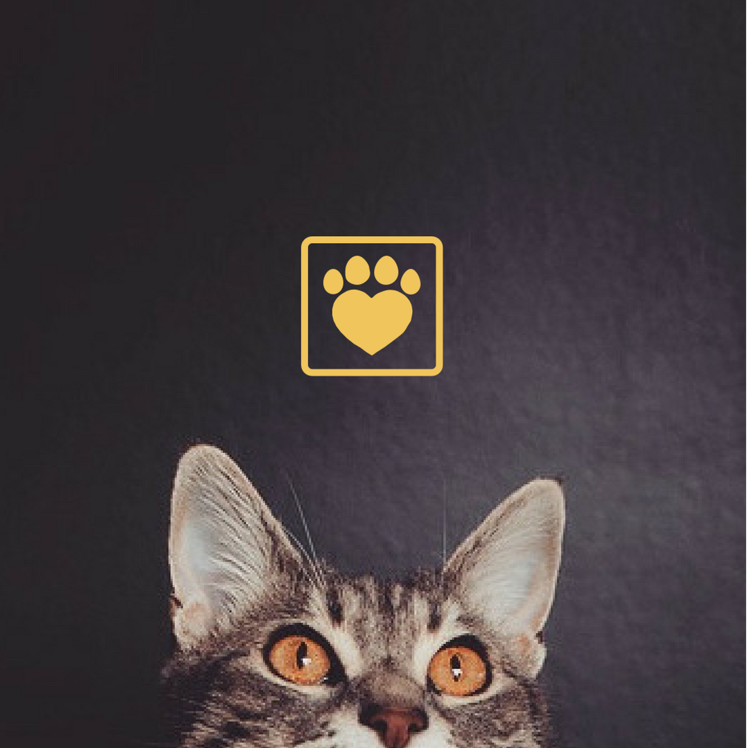 fuzzypethealth's tweet photo. 10-day count down to something fuzzin' awesome. #winterishere but a #newfuzzyiscoming https://t.co/YmcLbtt1jX