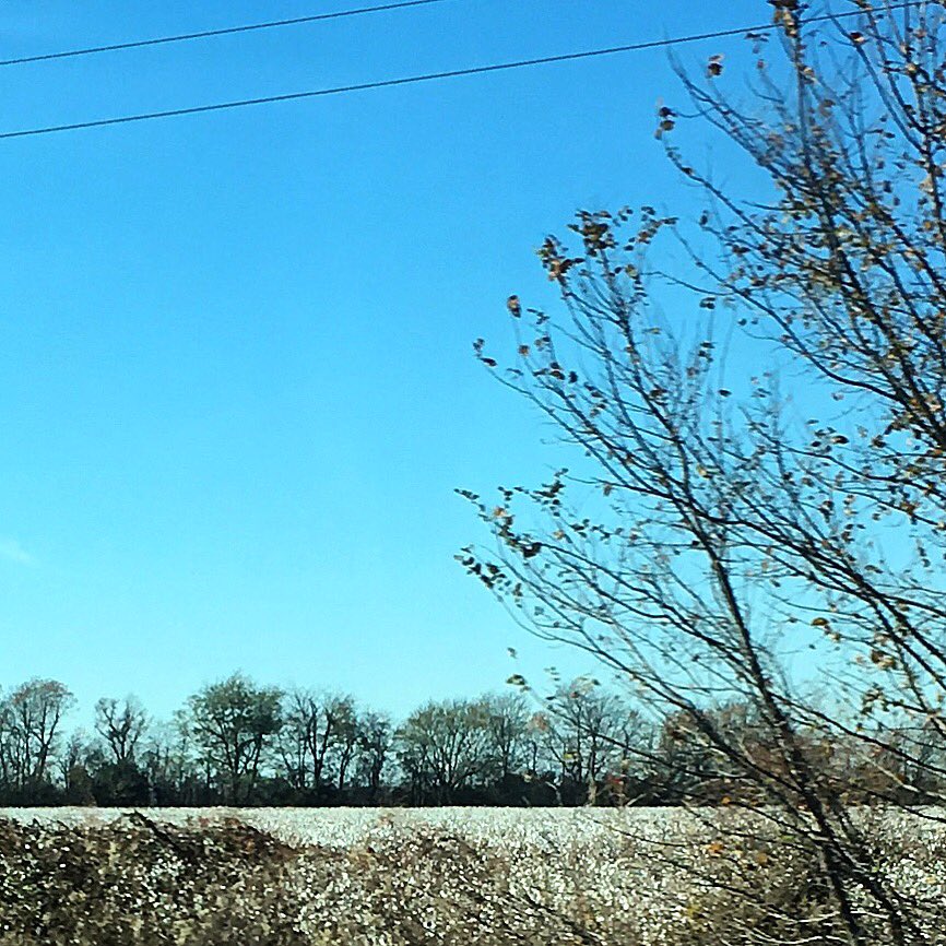 In them old cotton fields back home☁️...