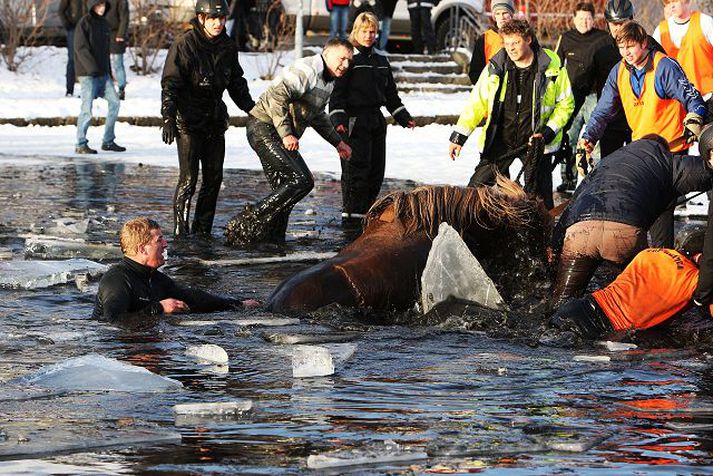 TeddiLeBig's tweet photo. Píratarnir Helgi Hrafn og Smári McCarthy að bjarga tölvugögnum er modern day Fjölnir Þorgeirs að bjarga hestunum. https://t.co/oO6cYta9Ps