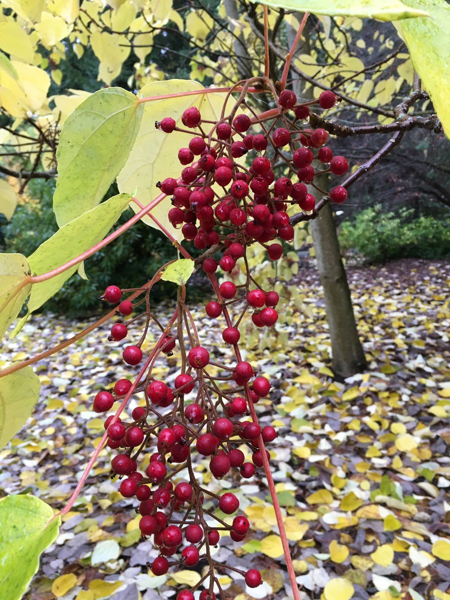 Idesia polycarpa at Windcliff #danhinkley #windcliff