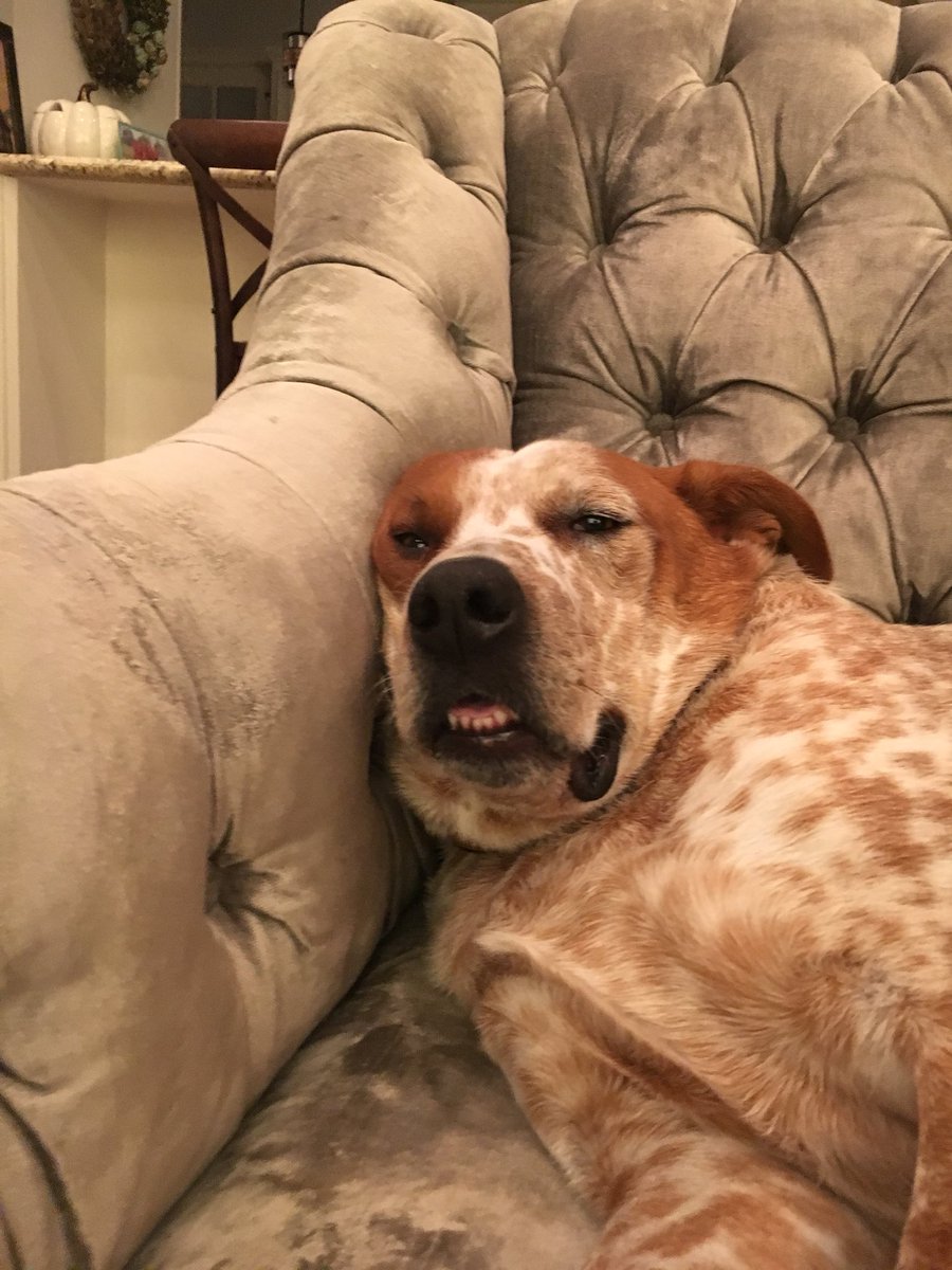 BevoTheDog's tweet photo. Smiling because its my birthday!!!!! IM 4!!! 80 pounds of love #happybirthday https://t.co/sBI8qqhjZh