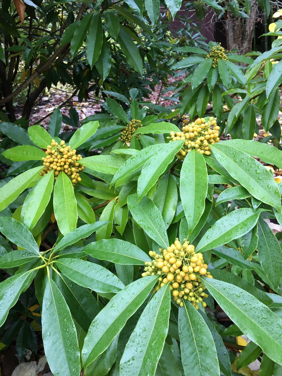 BuntingAndrewG's tweet photo. Pittosporum daphniphylloides at Windcliff https://t.co/GWCtWigQ56