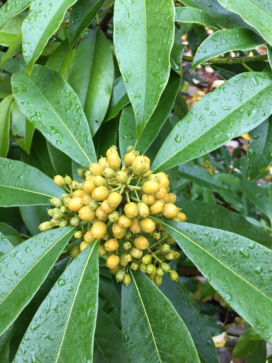Pittosporum daphniphylloides at Windcliff