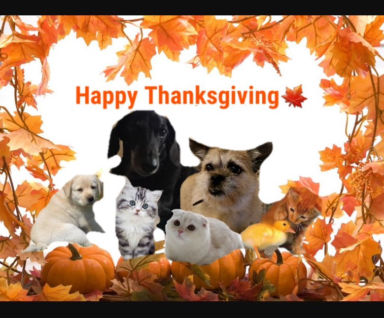 Roxy52fun's tweet photo. From our family to yours have a great thanksgiving #sausagearmy #ZSHQ #BarnyardLawyer #OTLFP #thanksgivingweek #love https://t.co/CPXLrWbwEq
