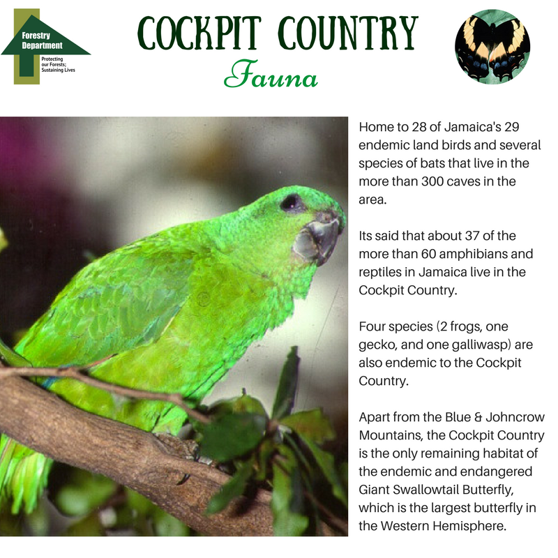 ForestryDeptJa's tweet photo. The #Cockpit_Country is rich in fauna, providing home to many species of birds, bats, reptiles and amphibians as well as being one of the two homes for the endemic and endangered Giant Swallowtail Butterfly. #ForestsMatter https://t.co/1Rtya8eYIc