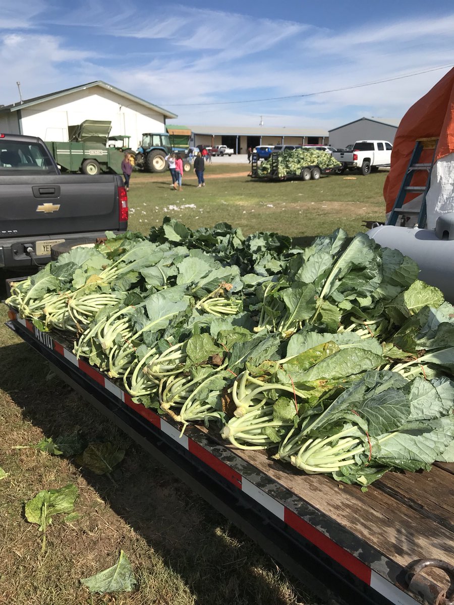 UFIFASWFREC's tweet photo. Collards almost ready to go. #WFREC #FarmToCity https://t.co/UAjBWFleUx