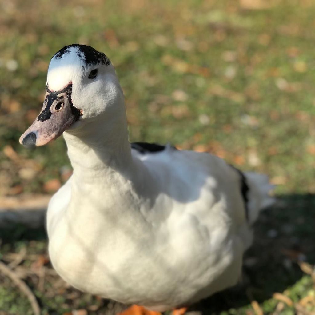 TravelSpain1_'s tweet photo. #catalanduck in #catalonia_world 
#travelspain #spain #spanishduck https://t.co/wjK0lgNiyK https://t.co/7bKLBOtL4Y