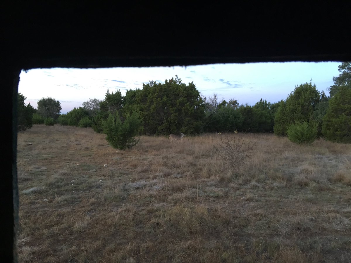 CoxHerb's tweet photo. Little doe ran right by my stand this morning.
Still waiting for Elvis; he’s the King of the Woods! #Buckzilla https://t.co/DUjkbjFXn2