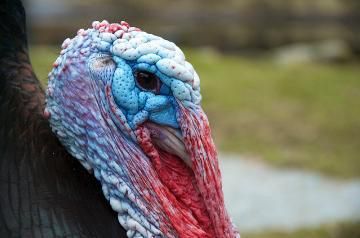 scuethics's tweet photo. New! The #turkeydump & #ethics of long distance dating @thebigq #podcast #2 https://t.co/uqNGRlJ4pP #campusethics 🎧 @OwenHuelsbeck https://t.co/5K2LCIBB0C