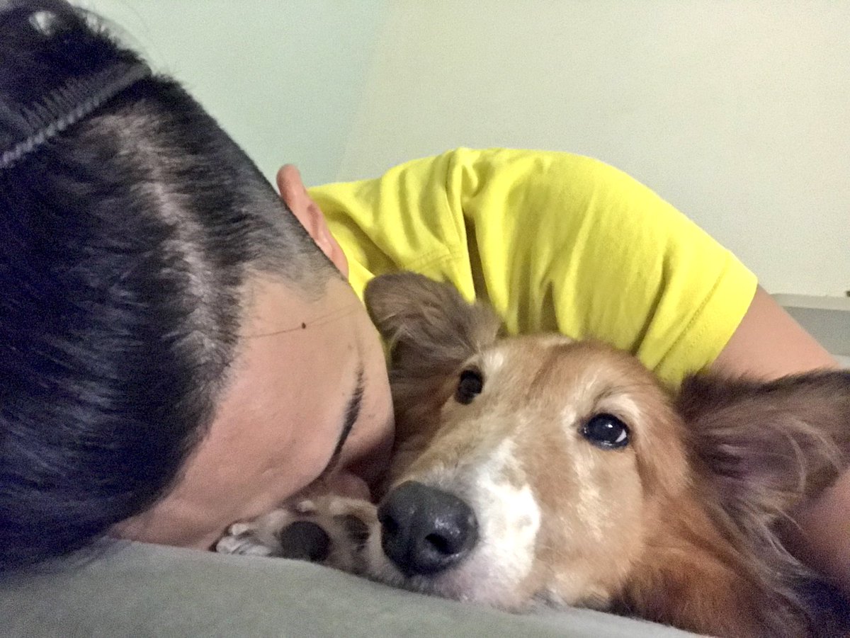 I will be with u~Bro.
#SheepDog #shetland #dog
