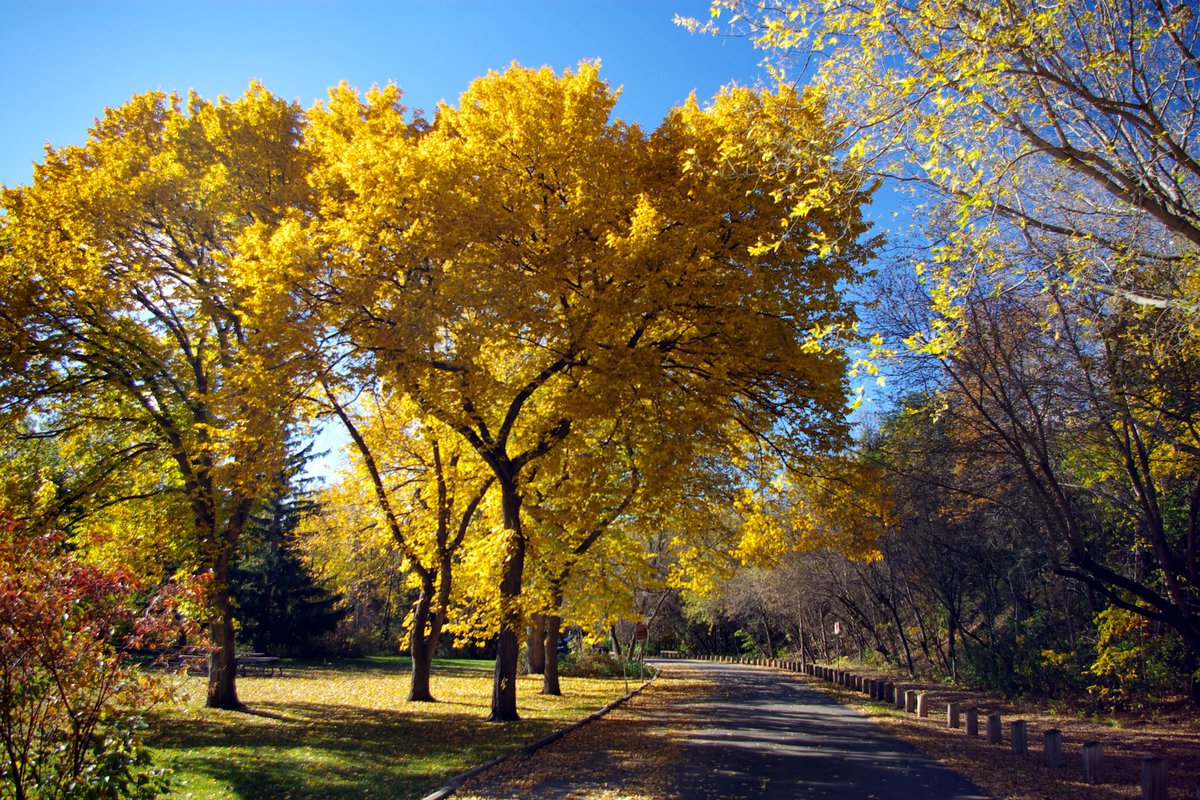 Sophie On Twitter Americanelm State Tree Of