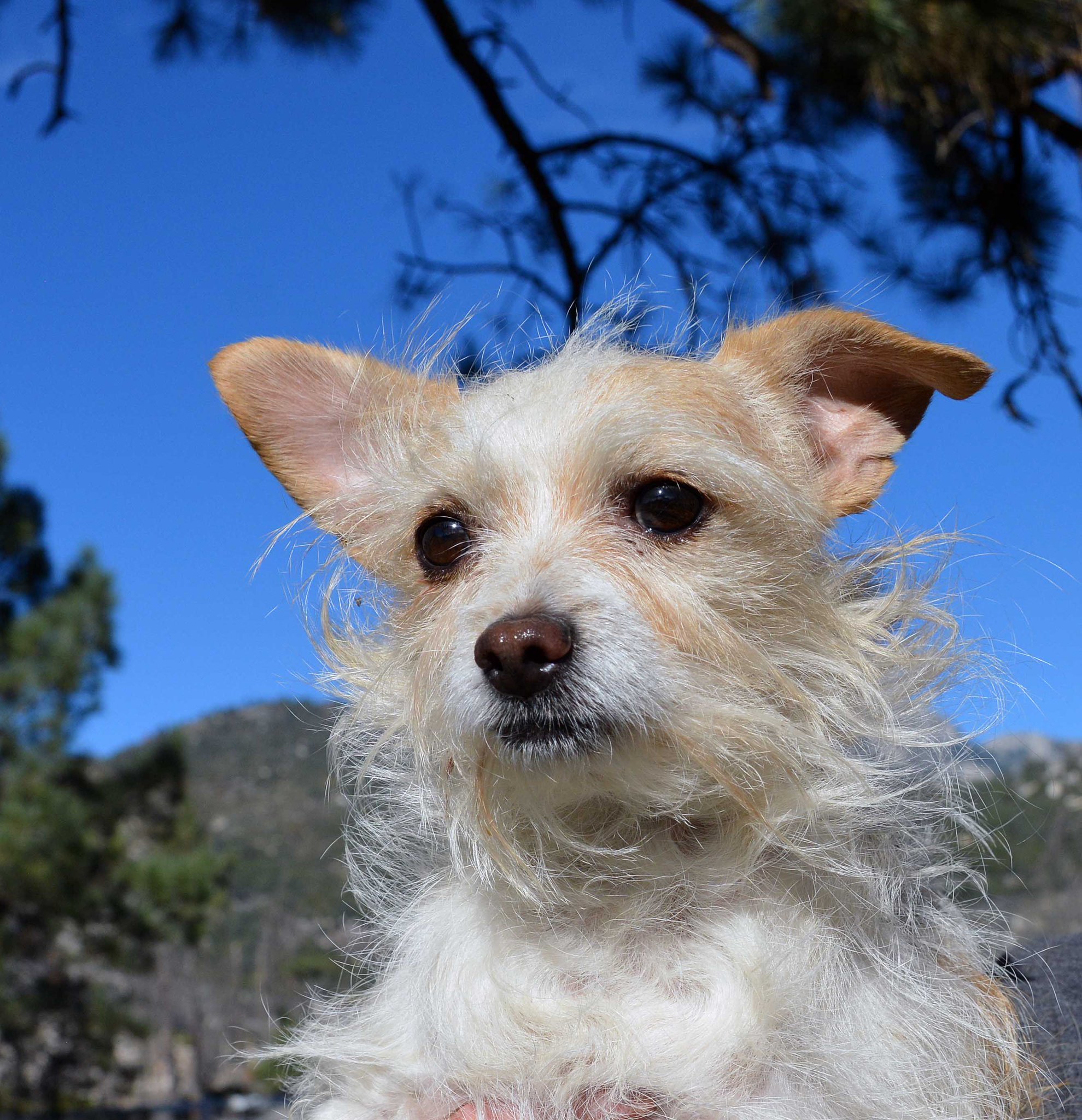 Living Free Animal Sanctuary On Twitter Fritter Is A Male Terrier Mix Who Want To Cuddle On Your Lap Recently Rescued And Available For Adoption Rescueisourfavoritebreed Dogsofinsta Sharethelove Savethemall Adoptdontshop