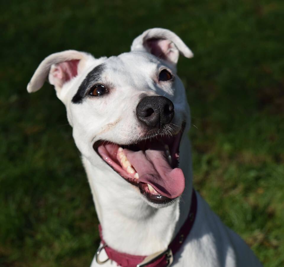 DeafDogNetwork's tweet photo. Was happy to help Snowy the #tripod #lurcher who has been waiting for a long time for her #foreverhome 
She’s with @HopeRescue so get in touch if you are that special person 🙏🙏
Enjoy your toys in the meantime lovely girl 🐾🐾💞💞 https://t.co/X6vfbzA6CF