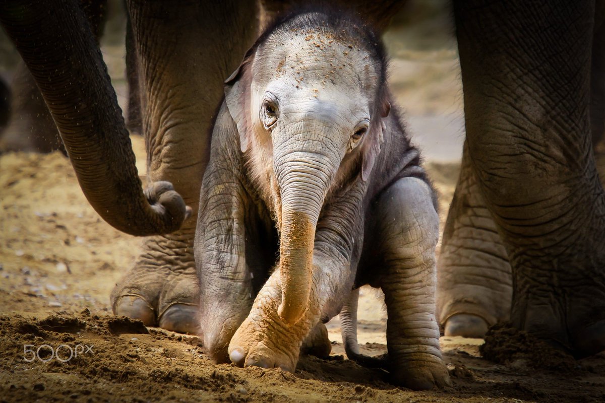 JoannaSays's tweet photo. “It doesn’t matter to elephants if they are killed by poachers or trophy hunters -either way, you’re a killer.”

- Joyce Poole, Ph.D. Elephant Researcher

Do not trust Trump. We have to keep the pressure on. #BeKindToElephants https://t.co/WjcSKYN87I