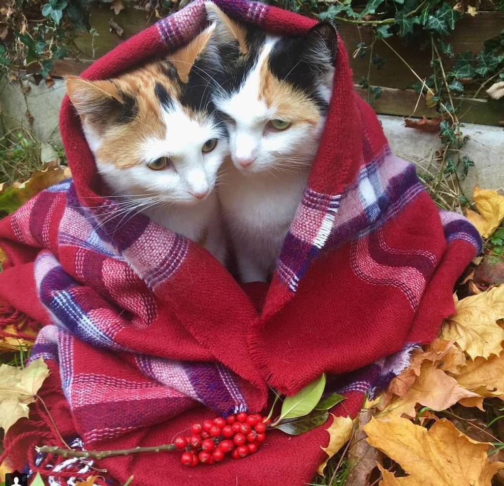 KitNipBox's tweet photo. Cuffing season is real.... And so is everlasting love ❤️🐾🍁 #CatLoveIsReal #KitNipBox [📷: @mimiandbellasworld] https://t.co/vosJgxnGhr https://t.co/f4rHDz5BxY
