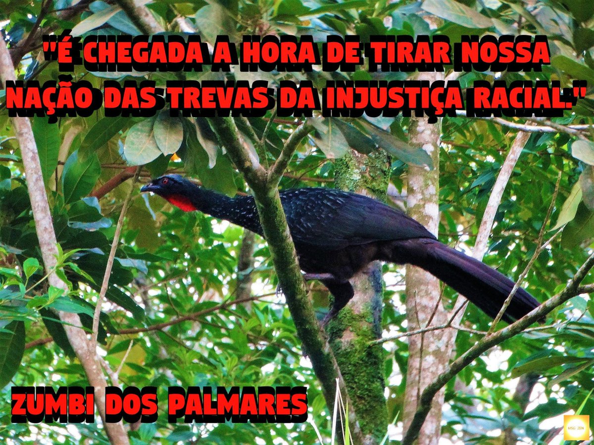 MensagemZen's tweet photo. É chegada a hora de tirar nossa nação das trevas da injustiça racial. #ZumbiDosPalmares
📸#Jacuaçu #birdwatching
Blog com + sobre #FotoMsg: https://t.co/HbPzb1v1iI
#DiaDaConsciênciaNegra #Palmares #CombateAoRacismo #Igualdade #LitoralPaulista #Natureza #MsgZen #Fotografia #Brasil https://t.co/nBafRPLIzd