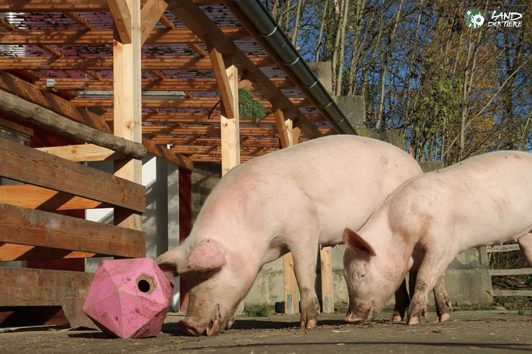landdertiere's tweet photo. Lulu und Pauline aus dem #schweineland freuen sich über tolle #Leckereien aus dem #Futterball. https://t.co/Okp1liNO0t