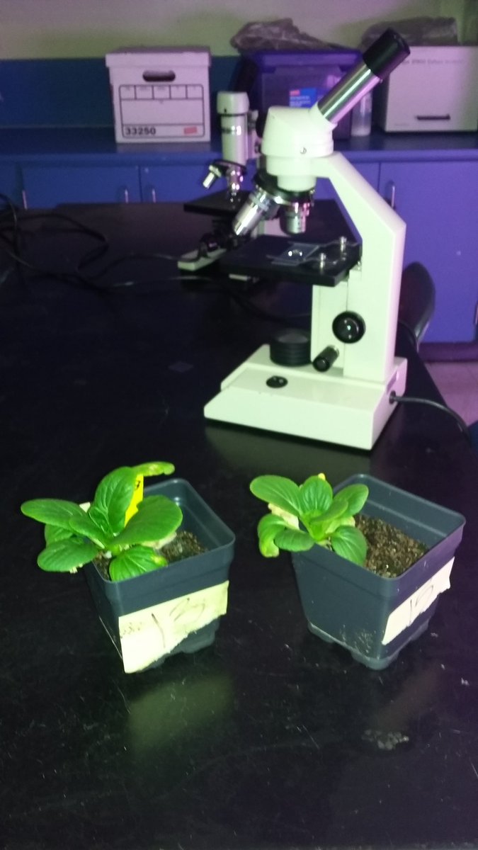 MacArthurSouth's tweet photo. 7361, @MacArthurSouth, #GrowBeyondEarth, these are the last 2 living specimens out of 16. Sad. https://t.co/Pa3yNW81JY