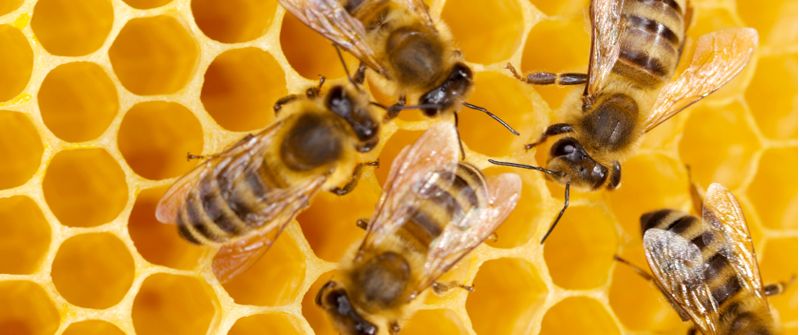 EcoBit_io's tweet photo. We need to save the bees by banning insect-harming pesticides!
https://t.co/NOXODH1jYD
#ecobit 
Source : NowThis Future https://t.co/mAlRnJPcmL