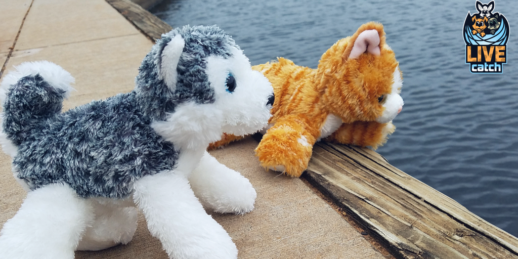 LIVEcatchGAME's tweet photo. "No, I will NOT jump in and get the fish for you. Sorry."    https://t.co/uYhvkymi3Z - #AugmentedReality Virtual #Pets Game Arrives In SPRING 2018. Sign up for discounts! #puppies #Kittens #Bunnies https://t.co/tdOFN1lJMo
