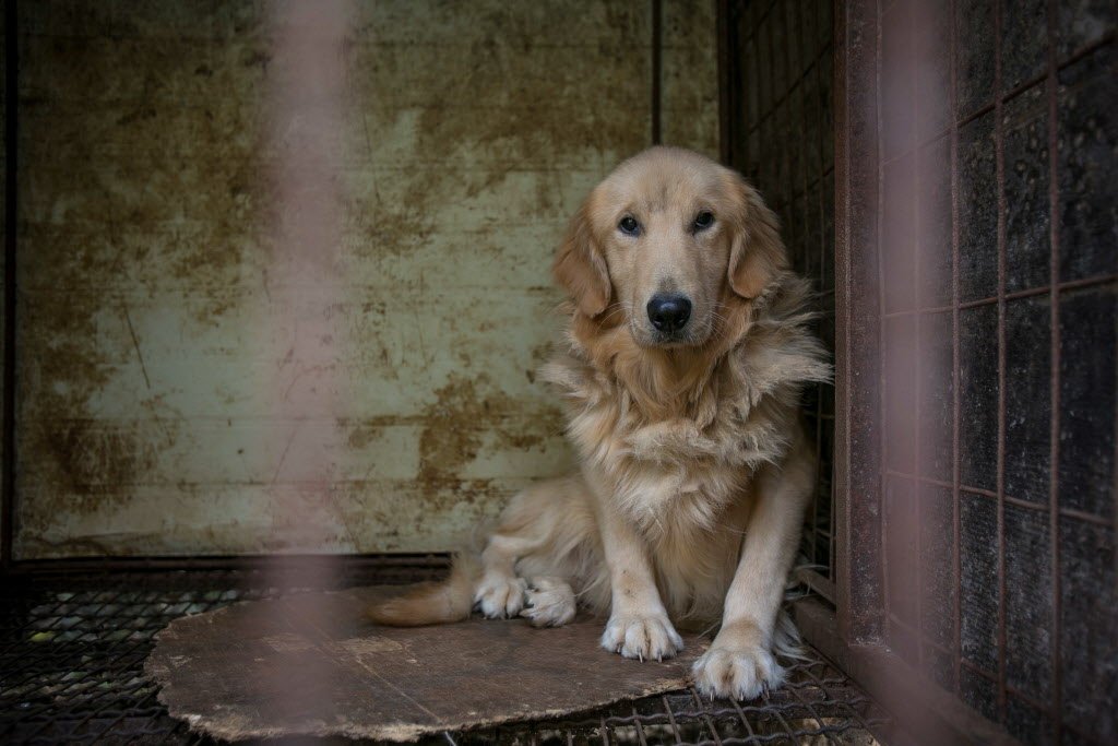 humaneworldnews's tweet photo. UPDATE: Thanks to YOUR generous support, preparations are now underway to save 170+ dogs suffering in freezing temperatures on a South Korean dog meat farm! Our Animal Rescue Team is gearing up to leave this week and start the rescue process. More updates to come. https://t.co/Ptk16Nj6Qx